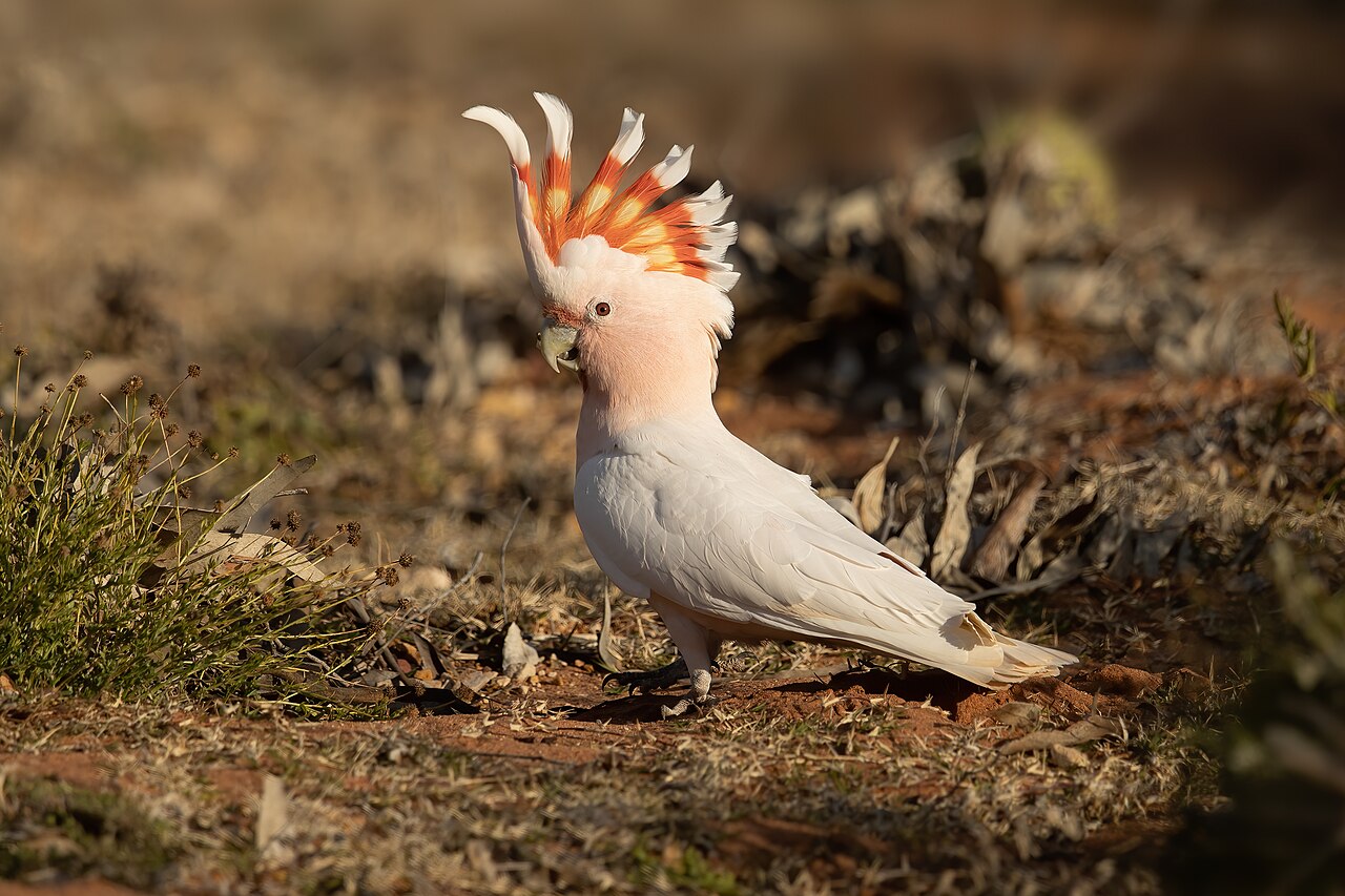 Salmon Pink Bird